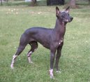 Фотографии к статье: Перуанская голая собака (Peruvian Hairless Dog) / Советы по уходу и воспитанию породы собак, описание собаки, помощь при болезнях, фотографии, дискусии и форум.