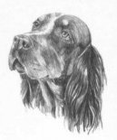 Пикардийский спаниель (Picardy Spaniel) / Породы собак / Уход, советы, бесплатные объявления, форум, болезни