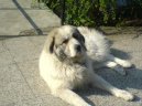 Фотографии к статье: Пиренейская горная собака (Pyrenean mountain dog) / Советы по уходу и воспитанию породы собак, описание собаки, помощь при болезнях, фотографии, дискусии и форум.