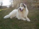 Фотографии к статье: Пиренейская горная собака (Pyrenean mountain dog) / Советы по уходу и воспитанию породы собак, описание собаки, помощь при болезнях, фотографии, дискусии и форум.