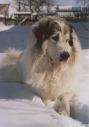 Фотографии к статье: Пиренейская горная собака (Pyrenean mountain dog) / Советы по уходу и воспитанию породы собак, описание собаки, помощь при болезнях, фотографии, дискусии и форум.