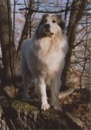 Фотографии к статье: Пиренейская горная собака (Pyrenean mountain dog) / Советы по уходу и воспитанию породы собак, описание собаки, помощь при болезнях, фотографии, дискусии и форум.