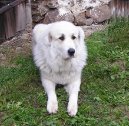 Фотографии к статье: Пиренейская горная собака (Pyrenean mountain dog) / Советы по уходу и воспитанию породы собак, описание собаки, помощь при болезнях, фотографии, дискусии и форум.