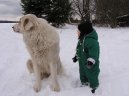 Фотографии к статье: Пиренейская горная собака (Pyrenean mountain dog) / Советы по уходу и воспитанию породы собак, описание собаки, помощь при болезнях, фотографии, дискусии и форум.