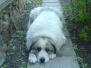 Фотографии к статье: Пиренейская горная собака (Pyrenean mountain dog) / Советы по уходу и воспитанию породы собак, описание собаки, помощь при болезнях, фотографии, дискусии и форум.