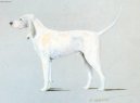 Фотографии к статье: Порселен (Porcelaine Dog) / Советы по уходу и воспитанию породы собак, описание собаки, помощь при болезнях, фотографии, дискусии и форум.