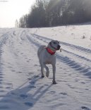 Фотографии к статье: Порселен (Porcelaine Dog) / Советы по уходу и воспитанию породы собак, описание собаки, помощь при болезнях, фотографии, дискусии и форум.