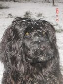 Португальская водяная собака (Portuguese Water Dog) / Породы собак / Породы собак: Охотничие: Уход, советы, бесплатные объявления, форум, болезни