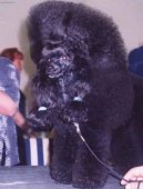 Фотографии к статье: Пудель (Poodle, Caniche) / Советы по уходу и воспитанию породы собак, описание собаки, помощь при болезнях, фотографии, дискусии и форум.