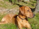 Родезийский риджбек (Rhodesian Ridgeback) / Породы собак / Породы собак: Гончие и близкие породы: Уход, советы, бесплатные объявления, форум, болезни