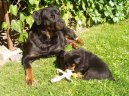 Фотографии к статье: Ротвейлер (Rottweiler) / Советы по уходу и воспитанию породы собак, описание собаки, помощь при болезнях, фотографии, дискусии и форум.