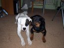 Фотографии к статье: Ротвейлер (Rottweiler) / Советы по уходу и воспитанию породы собак, описание собаки, помощь при болезнях, фотографии, дискусии и форум.