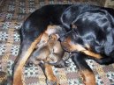 Фотографии к статье: Ротвейлер (Rottweiler) / Советы по уходу и воспитанию породы собак, описание собаки, помощь при болезнях, фотографии, дискусии и форум.