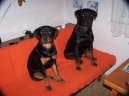 Фотографии к статье: Ротвейлер (Rottweiler) / Советы по уходу и воспитанию породы собак, описание собаки, помощь при болезнях, фотографии, дискусии и форум.