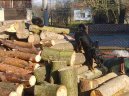 Фотографии к статье: Ротвейлер (Rottweiler) / Советы по уходу и воспитанию породы собак, описание собаки, помощь при болезнях, фотографии, дискусии и форум.