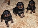 Фотографии к статье: Ротвейлер (Rottweiler) / Советы по уходу и воспитанию породы собак, описание собаки, помощь при болезнях, фотографии, дискусии и форум.