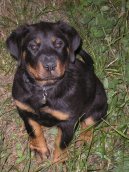 Фотографии к статье: Ротвейлер (Rottweiler) / Советы по уходу и воспитанию породы собак, описание собаки, помощь при болезнях, фотографии, дискусии и форум.