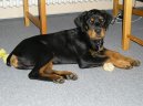 Фотографии к статье: Ротвейлер (Rottweiler) / Советы по уходу и воспитанию породы собак, описание собаки, помощь при болезнях, фотографии, дискусии и форум.