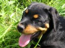 Фотографии к статье: Ротвейлер (Rottweiler) / Советы по уходу и воспитанию породы собак, описание собаки, помощь при болезнях, фотографии, дискусии и форум.