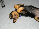 Фотографии к статье: Ротвейлер (Rottweiler) / Советы по уходу и воспитанию породы собак, описание собаки, помощь при болезнях, фотографии, дискусии и форум.