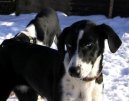 Северные собаки (Northern dog) / Породы собак / Уход, советы, бесплатные объявления, форум, болезни