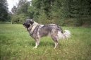 Шарпланинская овчарка (Yugoslav Shepherd Dog) / Породы собак / Уход, советы, бесплатные объявления, форум, болезни