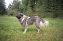 Шарпланинская овчарка (Yugoslav Shepherd Dog) / Породы собак / Породы собак: Служебные: Уход, советы, бесплатные объявления, форум, болезни