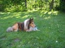 Фотографии к статье: Шетландская овчарка (шелти) (Shetland Sheepdog) / Советы по уходу и воспитанию породы собак, описание собаки, помощь при болезнях, фотографии, дискусии и форум.