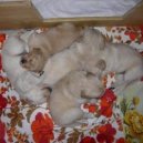 Фотографии к статье: Щенки (Puppies) / Советы по уходу и воспитанию породы собак, описание собаки, помощь при болезнях, фотографии, дискусии и форум.