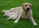 Фотографии к статье: Щенки (Puppies) / Советы по уходу и воспитанию породы собак, описание собаки, помощь при болезнях, фотографии, дискусии и форум.