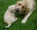 Щенки (Puppies) / Породы собак / Уход, советы, бесплатные объявления, форум, болезни