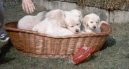 Фотографии к статье: Щенки (Puppies) / Советы по уходу и воспитанию породы собак, описание собаки, помощь при болезнях, фотографии, дискусии и форум.