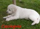 Фотографии к статье: Щенки (Puppies) / Советы по уходу и воспитанию породы собак, описание собаки, помощь при болезнях, фотографии, дискусии и форум.