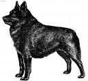 Фотографии к статье: Шипперке (Schipperke) / Советы по уходу и воспитанию породы собак, описание собаки, помощь при болезнях, фотографии, дискусии и форум.