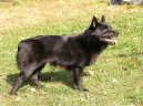 Шипперке (Schipperke) / Породы собак / Уход, советы, бесплатные объявления, форум, болезни