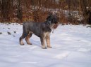 Шнауцер (Schnauzer, Mittelschnauzer) / Породы собак / Уход, советы, бесплатные объявления, форум, болезни