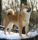 Сиба-ину (Shiba Inu) / Породы собак / Уход, советы, бесплатные объявления, форум, болезни