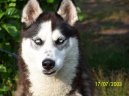 Сибирский хаски (Siberian Husky) / Породы собак / Породы собак: Северные охотничьи собаки: Уход, советы, бесплатные объявления, форум, болезни