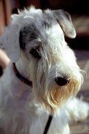 Фотографии к статье: Силихем-терьер (Sealyham Terrier) / Советы по уходу и воспитанию породы собак, описание собаки, помощь при болезнях, фотографии, дискусии и форум.