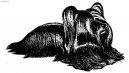 Скайтерьер (Skye Terrier) / Породы собак / Породы собак: Терьеры: Уход, советы, бесплатные объявления, форум, болезни
