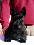 Скотчтерьер (шотландский терьер) (Scottish Terrier) / Породы собак / Уход, советы, бесплатные объявления, форум, болезни