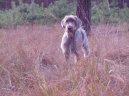 Словацкая жесткошерстная легавая (Slovensky hrubosrsty stavac, Slovakian Wire-haired Pointing Dog) / Породы собак / Породы собак: Большого размера: Уход, советы, бесплатные объявления, форум, болезни