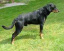 Смаландская гончая (Smalandsstovare, Smaland Hound) / Породы собак / Породы собак: Гончие и близкие породы: Уход, советы, бесплатные объявления, форум, болезни
