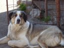 Среднеазиатская овчарка (Central Asia Shepherd Dog) / Породы собак / Уход, советы, бесплатные объявления, форум, болезни