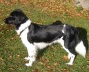 Стабихун (Stabyhoun, Frisian Pointing Dog) / Породы собак / Породы собак: Охотничие: Уход, советы, бесплатные объявления, форум, болезни