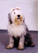 Фотографии к статье: Староанглийская овчарка (бобтейл) (Old English Sheepdog) / Советы по уходу и воспитанию породы собак, описание собаки, помощь при болезнях, фотографии, дискусии и форум.