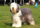 Фотографии к статье: Староанглийская овчарка (бобтейл) (Old English Sheepdog) / Советы по уходу и воспитанию породы собак, описание собаки, помощь при болезнях, фотографии, дискусии и форум.