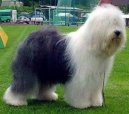 Фотографии к статье: Староанглийская овчарка (бобтейл) (Old English Sheepdog) / Советы по уходу и воспитанию породы собак, описание собаки, помощь при болезнях, фотографии, дискусии и форум.