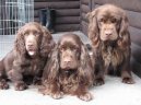 Суссекский спаниель (Sussex Spaniel) / Породы собак / Породы собак: Охотничие: Уход, советы, бесплатные объявления, форум, болезни