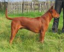 Тайский риджбек (Thailand-Ridgeback) / Породы собак / Уход, советы, бесплатные объявления, форум, болезни